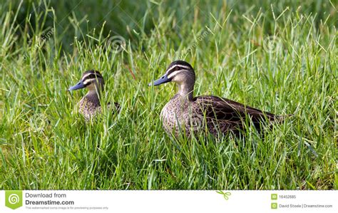 Pacific Black Ducks Stock Image Image Of Pacific Portrait 16452685