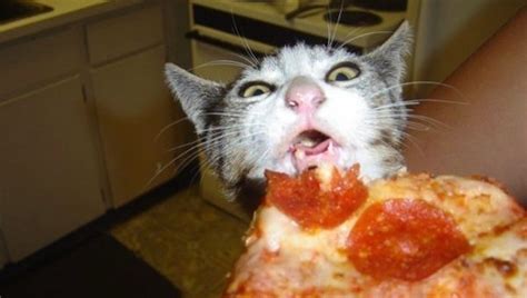 A cat may vomit undigested food immediately after eating, then eat it again, i know it feels gross. Cats Hilariously Trying To Steal Pizza
