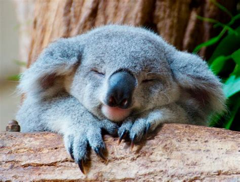 El Koala Australiano Curiosidades Y Cómo Encontrarlos