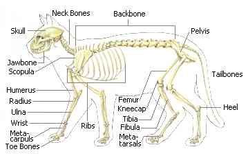 So how many bones are in a cat's leg? cat skeleton diagram labeled - Bing Images | Cat skeleton ...