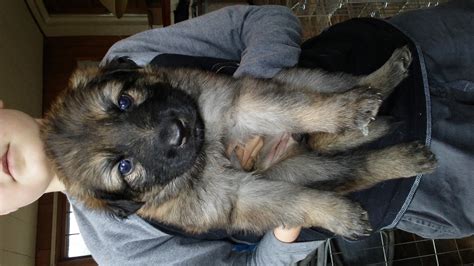 Maybe you would like to learn more about one of these? German Shepherd Puppies For Sale | Aberdeen, MD #181267