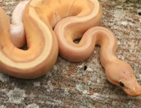 Genetic Stripe Ball Pythons For Sale Snakes At Sunset