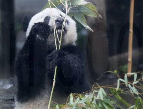Panda Xiang Xiang Im Zoo Von Tokio Imago