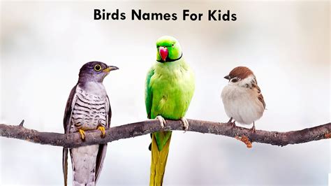Birds Names For Kids Birds Video For Kids Different Types Of Birds