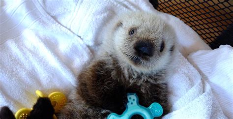 Vancouvers Rescued Sea Otter Pup Finally Has A Name Photos News