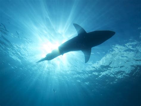 What Are the Biggest Great White Sharks Ever Recorded?