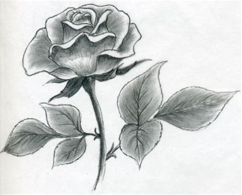 Drawings Of Beautiful Roses Rose Drawing 5