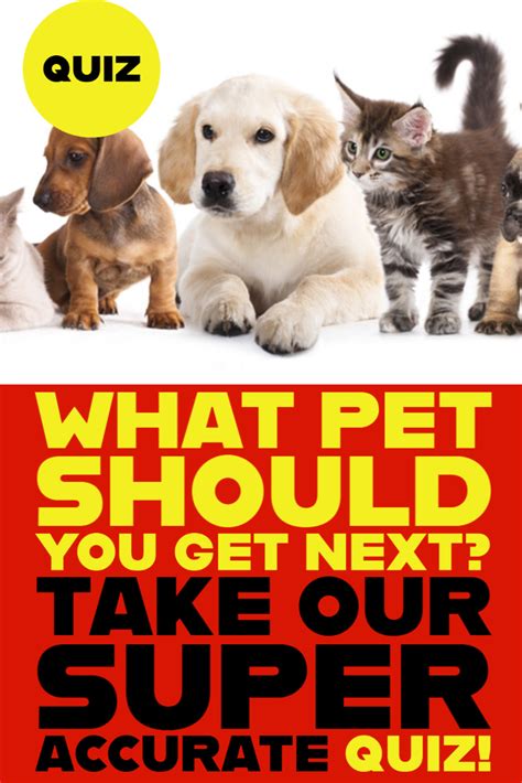 What Pet Should You Get In 2021 Pets Personality Quizzes Quiz