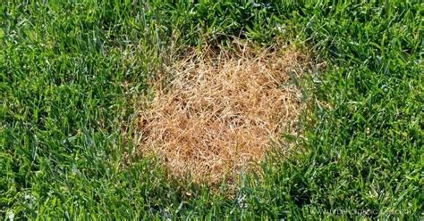 Signs Of Fertilizer Burn In Grass And How To Fix Over Fertilized Lawn
