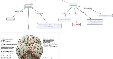 sistema nervioso Mapa Conceptual nervios craneales y raquídeos