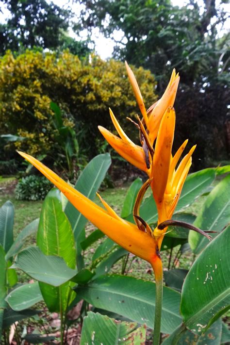 Photographed At Casa Orquideas Costa Rica Orange Flowers Flower