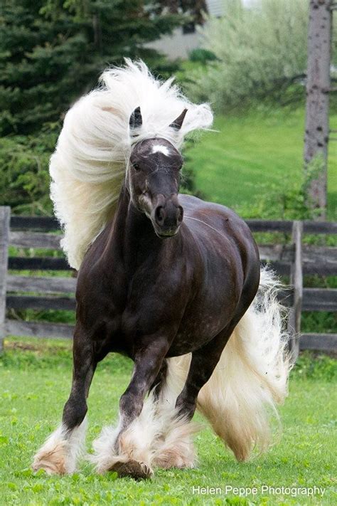 Exotic Horse Breeds With Amazing Hair Nature
