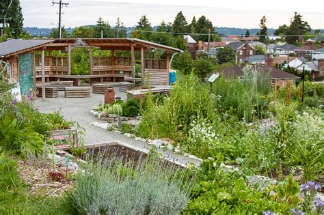 Food Forest Project Feeds Educates And Connects Community Members