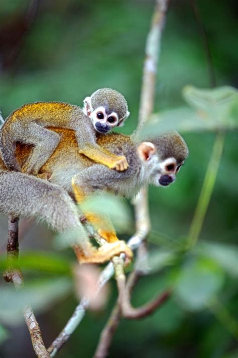 Cute Animals That Live In The Rainforest Animals World