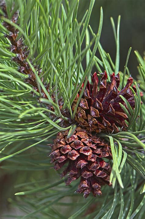 Ponderosa Pine Cones Photograph By Sharon Talson Fine Art America