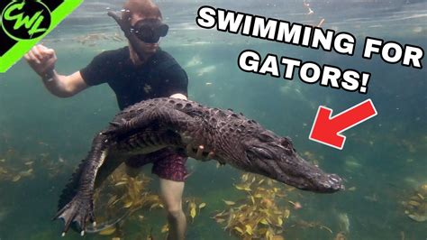 Catching Alligators Out Of A Pool Youtube