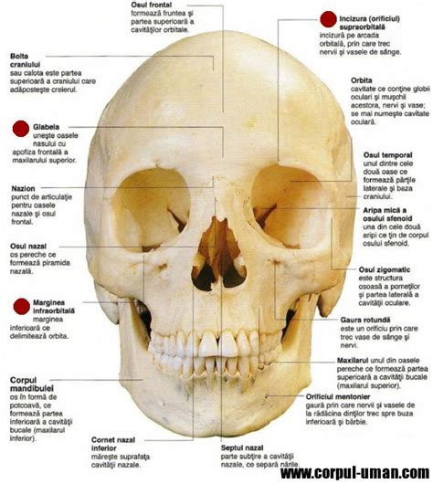 Craniul Uman