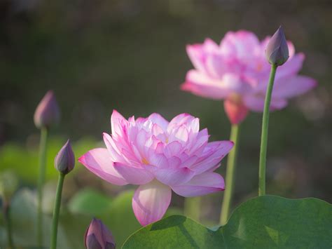 Wallpaper Flowers Canon Blossom Bokeh Pond Pink Taiwan Lotus