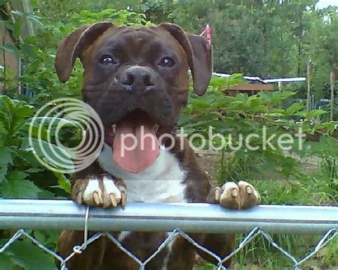 Plain Reverse Brindle Roll Call Boxer Forum Boxer Breed Dog Forums