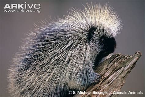 North American Porcupine Erethizon Dorsatum Rodentia Caviomorpha