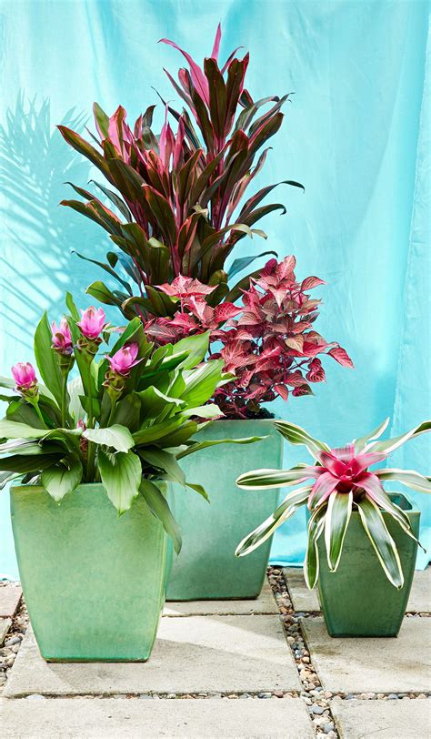 30 Tall Outdoor Potted Plants