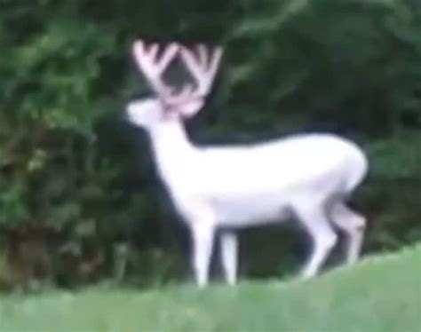 Video White Buck With White Velvet Spotted In Tennessee Outdoorhub