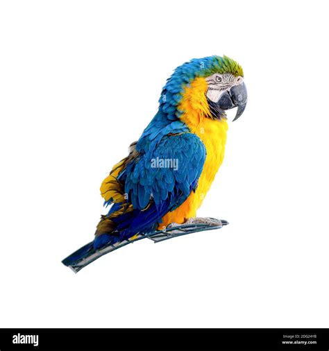 Macaw Parrot Isolated On White Background Portrait Colorful Blue And