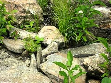 Check spelling or type a new query. Snake in Sumter National Forest - YouTube