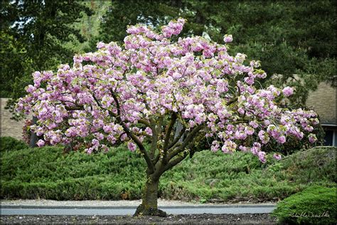 Kwanzan Cherry Blossom Tree Beautiful Large Bright