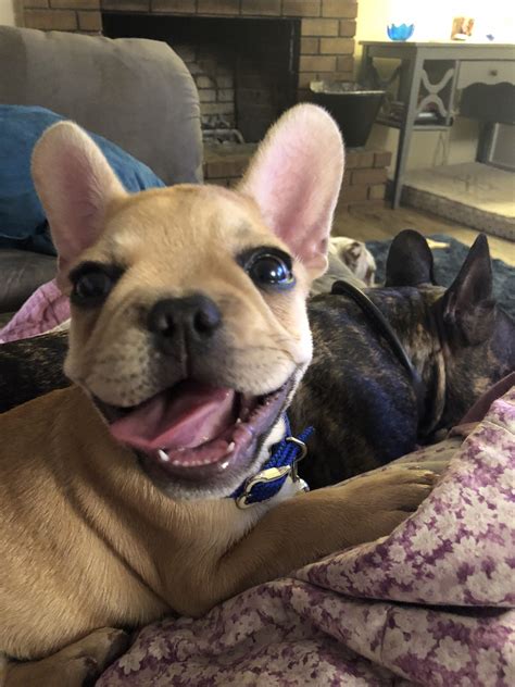 Happy frenchie! | Bulldog, Dog clothes diy, Cute dogs