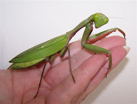 Giant Rainforest Mantis Hierodula Majuscula Female Travelbugs Mobile Minibeasts