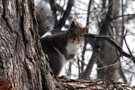 Nutty Squirrel Photograph By Scott Perkins Fine Art America