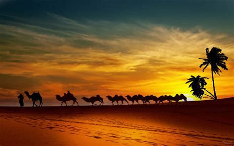 Sunset In The Desert Journey Desert Palm Tree Camels Sunset Bedouins Hd Wallpaper Peakpx