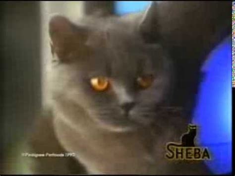 Shop for sheba cat food in cat food by brand. Sheba Cat Food TV Advert 1993 - The Recipe Of Love - YouTube