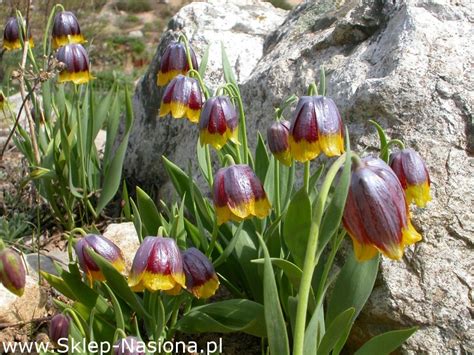 Szachownica Uva Vulpis Lisie Grono 5 Cebulek W Sklep Nasiona