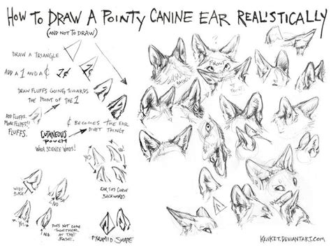 How To Draw Canine Ears Tutorial 1 By Kenket On Deviantart Canine