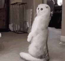 Cat Standing Standing Gif Cat Standing Standing Cat Discover