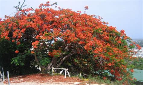 A Flamboyan Tree Native To Puerto Rico Landscape Photography Nature