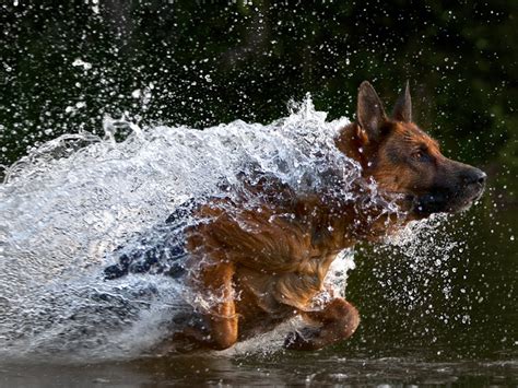 German Shepherd Dog Running In Water Wallpapers And Images