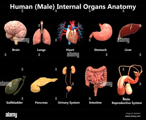 Male Internal Organs Anatomy Stock Photo Alamy