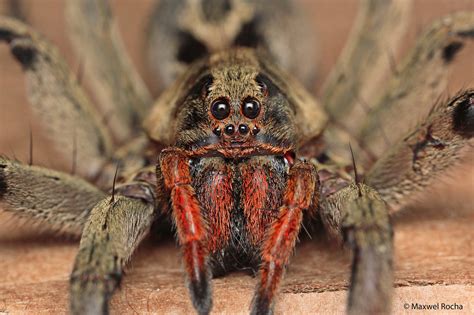 Buy the best and latest aranha lobo on banggood.com offer the quality aranha lobo on sale with worldwide free shipping. Aranha Lobo | Fiz essa foto para demonstrar o ...