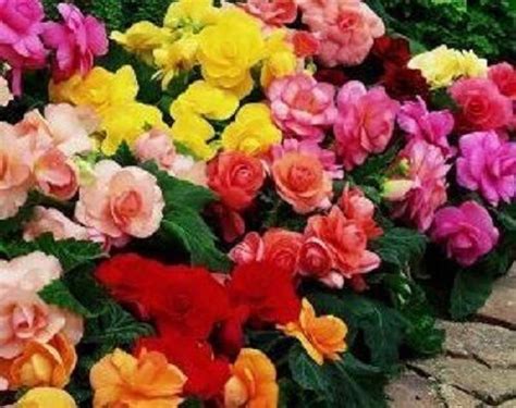 30 Gorgeous Begonia Mix Flower Seeds Annual Or Indoor House Plant Ebay