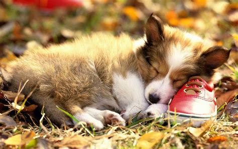 Fall Puppies Wallpapers Wallpaper Cave