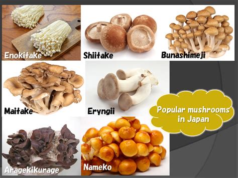 Japanese Food And Mushroom②~demand Of Mushrooms In Japan~│きのこ研究者oのブログ