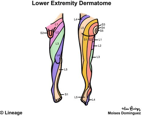 Dermatomes Of Lower Limb Great Toe L Reflexology Foot Map Dermatome Map