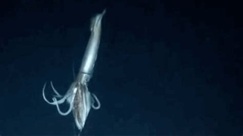 A Brief History Of Squid Video Squid Videos Squid Video