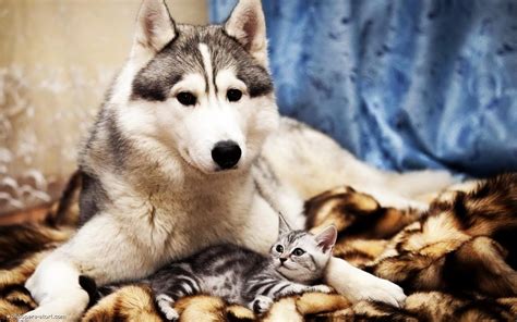 Cats And Dogs Wallpapers Fun Animals Wiki Videos