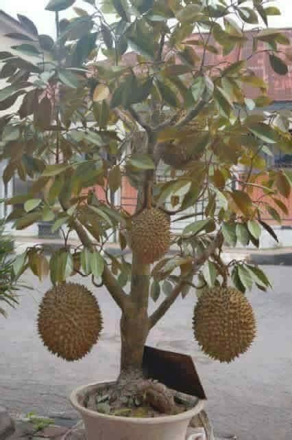 Cuba tanam dahulu di dalam bekas dan lihat perkembangannya di lokasi yang telah kita pilih. Berita TV Malaysia: siapa sangka pokok durian kini dah ...