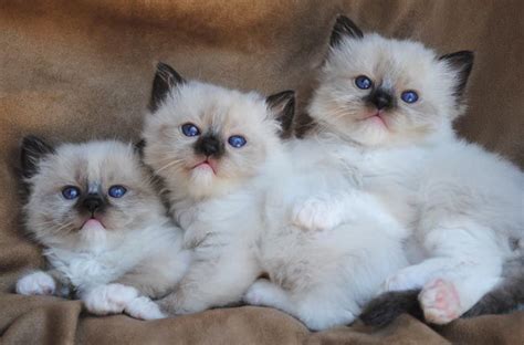 I am an exotic kitten breeder and offer kittens for sale in virginia specializing in: Över 1000 idéer om Ragdoll Katter på Pinterest | Ragdoll ...