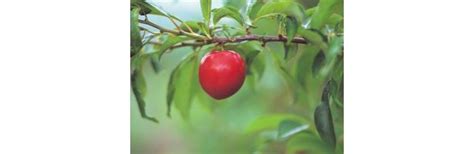 Apple Tree Leaf Identification Ehow